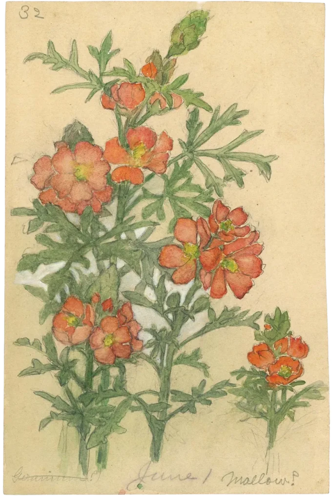 A botanical illustration of orange-red mallow flowers with green leaves and stems, sketched and painted on beige paper. The drawing is labeled June 1 Mallow at the bottom.