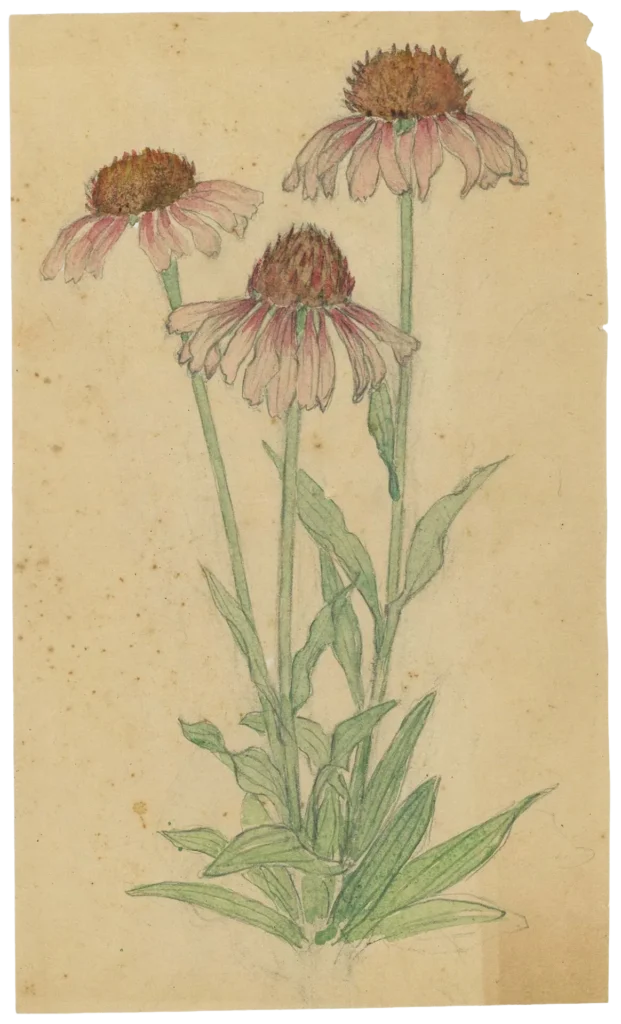 A botanical illustration of three purple coneflowers with pink petals and brown centers, green stems, and leaves, sketched and lightly colored on an aged, beige background.