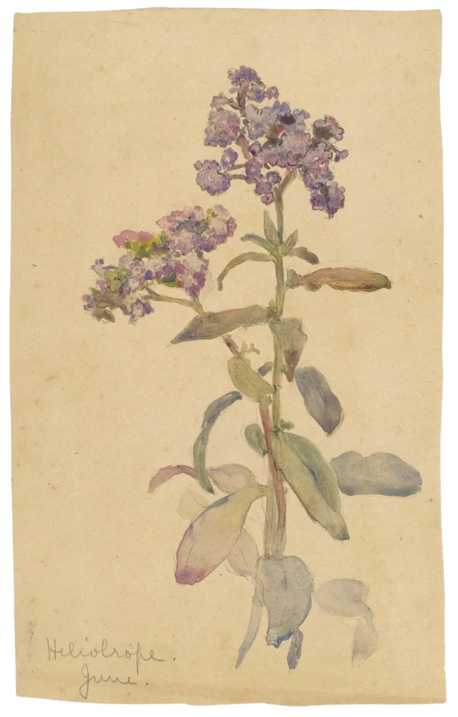 A watercolor painting of a heliotrope plant with light purple clustered flowers and green leaves on a beige background. Handwritten text at the bottom reads “Heliotrope. June.”.