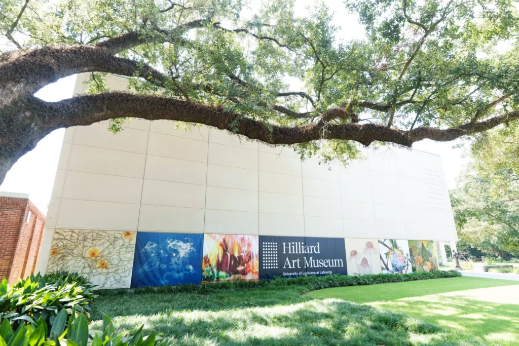 A large tree extends its branches over the modern, white exterior of the Hilliard Art Museum, which features colorful art panels and lush green grass in front.