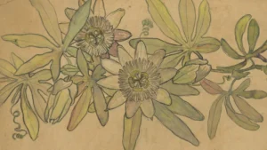 A detailed botanical illustration of passion flowers with pale green petals and long, slender leaves on a beige background. The drawing captures the flowers’ intricate structures, reminiscent of works showcased at Hilliard Art Museum in Lafayette.