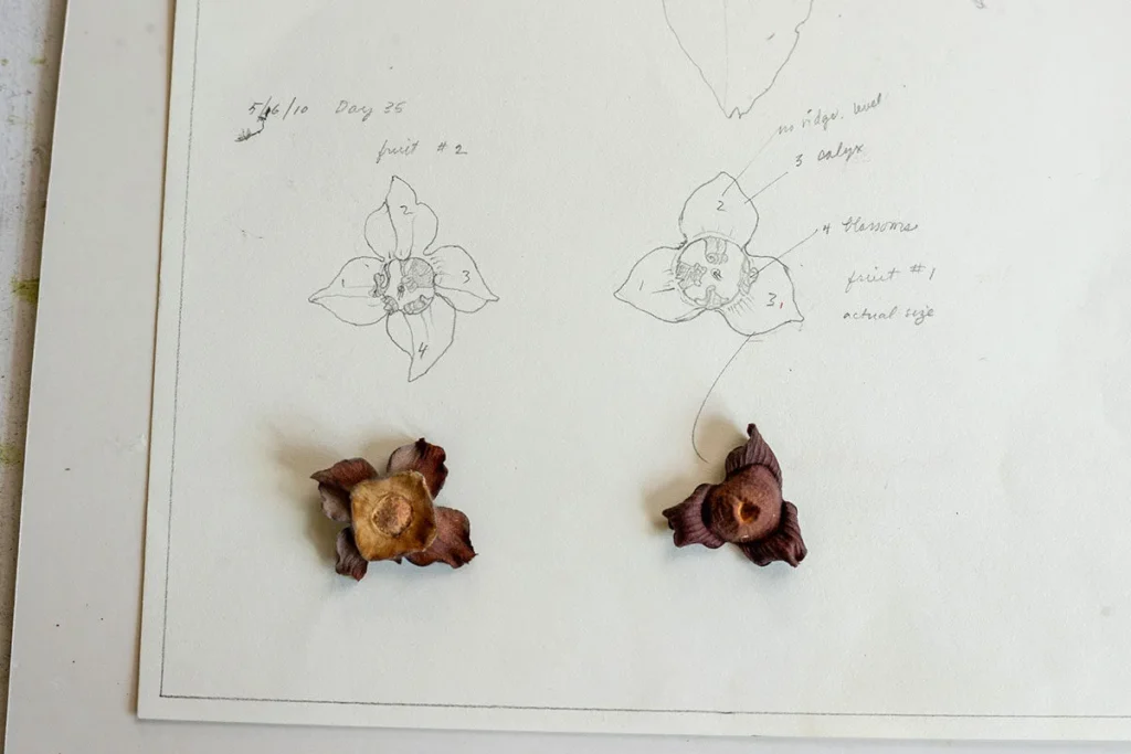 Two dried, brown flower parts are placed on a sheet of paper with botanical sketches and handwritten notes that label and describe the flowers’ structures. The drawings and flowers are positioned side by side for comparison.