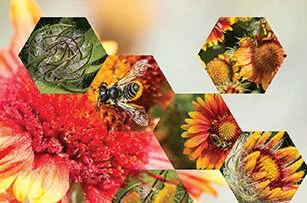 Hexagonal photo collage showing close-up shots of bees pollinating vibrant red and orange flowers, with detailed textures of petals and leaves visible in each hexagon.