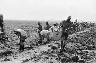 A long line of farmworkers, some with hats and tools, labor in a large, open field. The image is in black and white, showing people bent over or carrying baskets as they work the land.