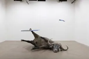 A sculpture of a buffalo lying on its side in a plain, white-walled room, with two blue frisbees balanced on its legs and a third frisbee suspended in midair above it.