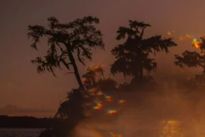 Two large trees with wispy branches are silhouetted against a dusky sky. A rainbow-colored light effect by Mare Martin appears in the lower right as mist drifts across the scene, creating a dreamy, surreal atmosphere.