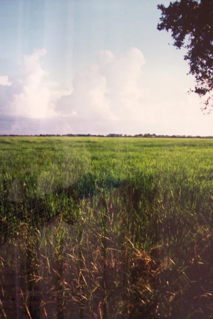 A vast green field stretches into the distance under a partly cloudy sky, with sunlight casting shadows and a tree branch visible in the upper right corner.