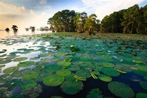 A vibrant lake scene with large green lily pads floating on the water’s surface, surrounded by tall trees under a partly cloudy sky at the edge of the water.